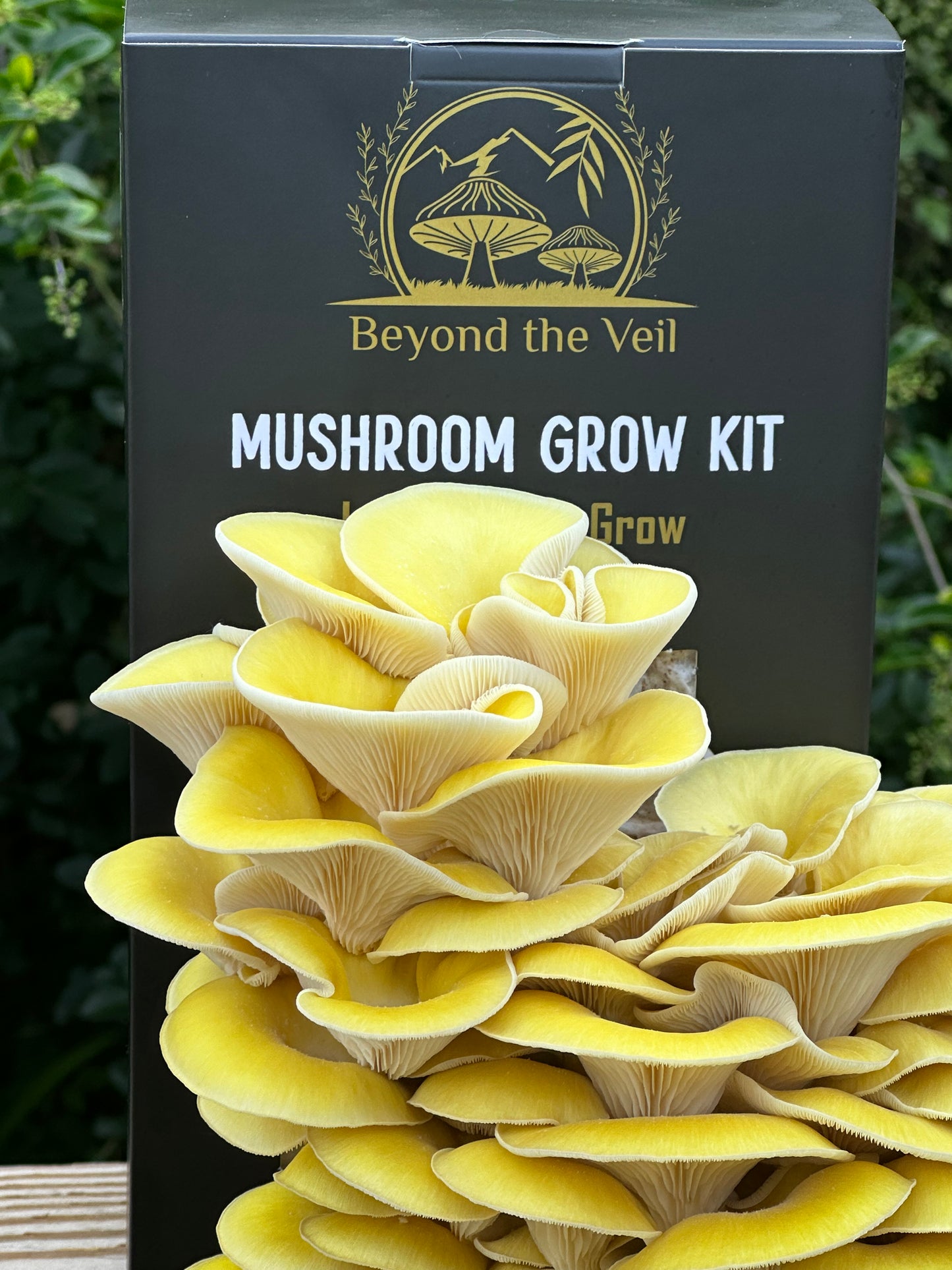 Golden Oyster Mushroom Kit