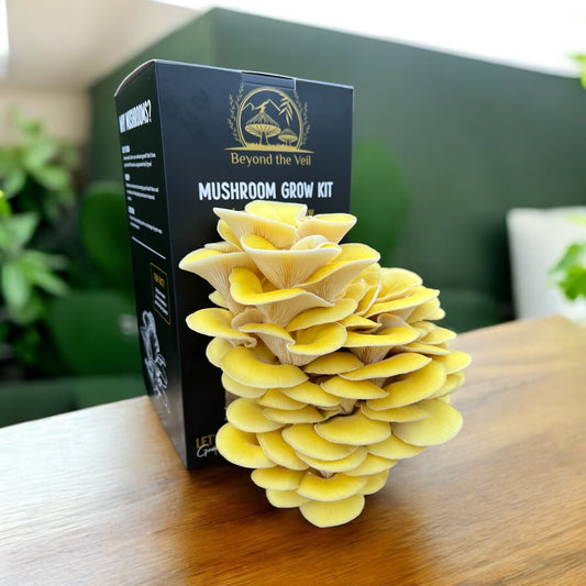 Golden Oyster Mushroom Kit