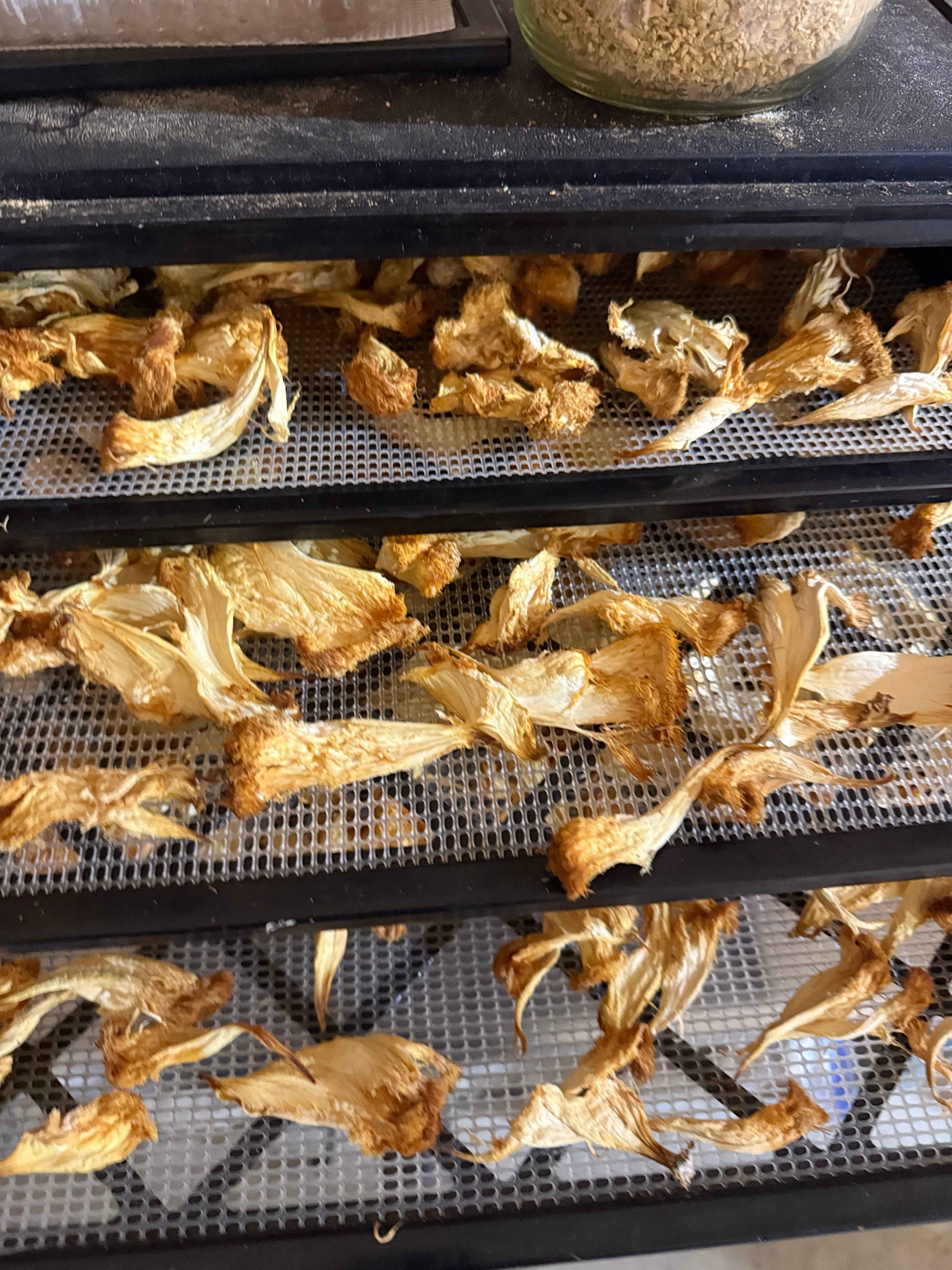 Dried mushrooms on a dehydrator tray