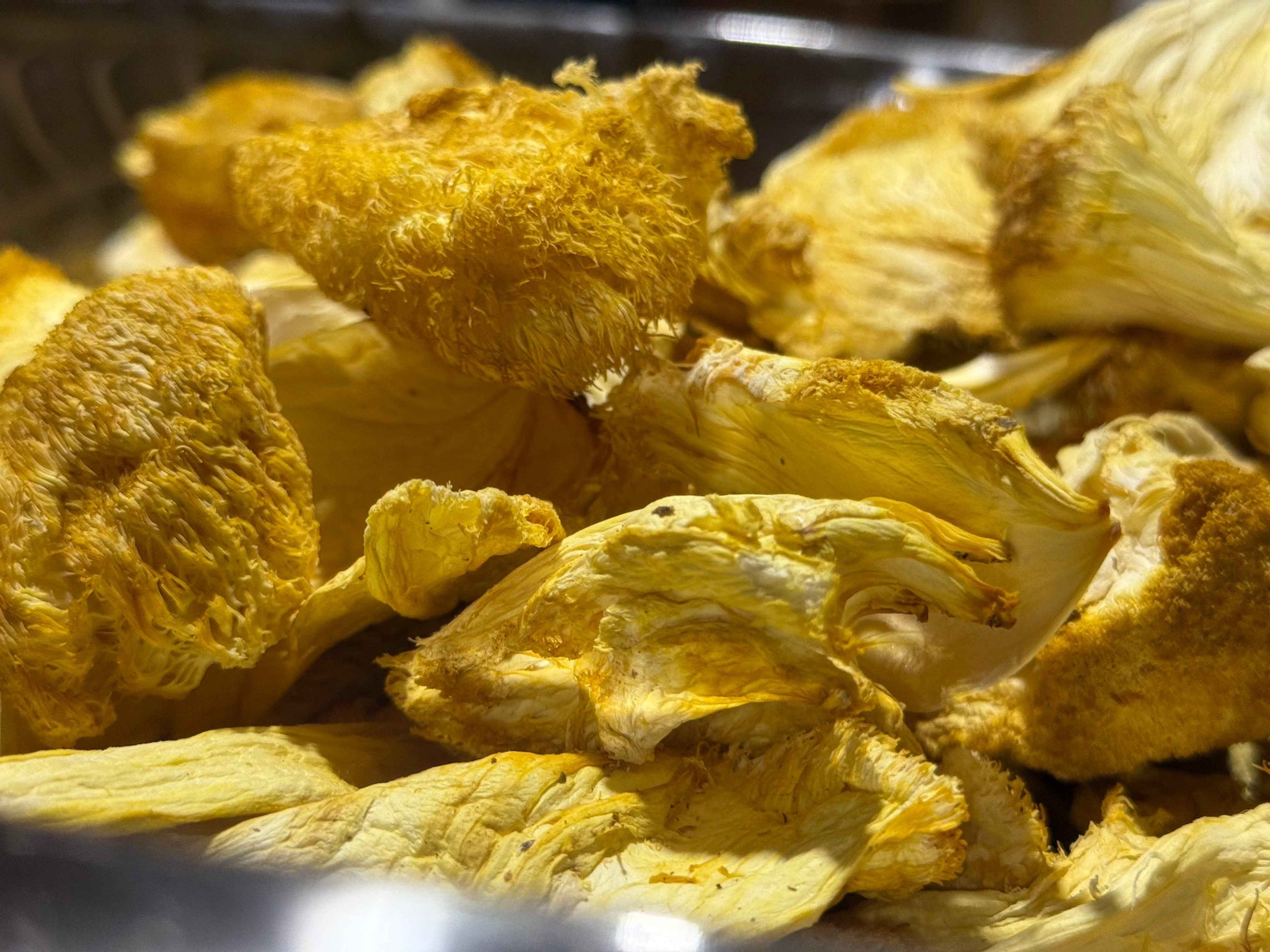 Close-up of dried yellow mushrooms on a metal surface