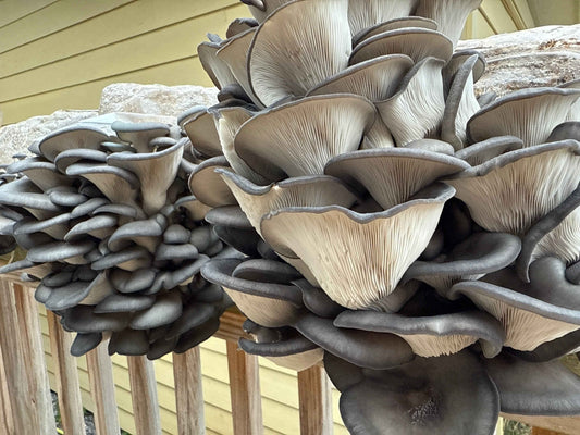 Close-up of oyster mushrooms growing on a wooden surface