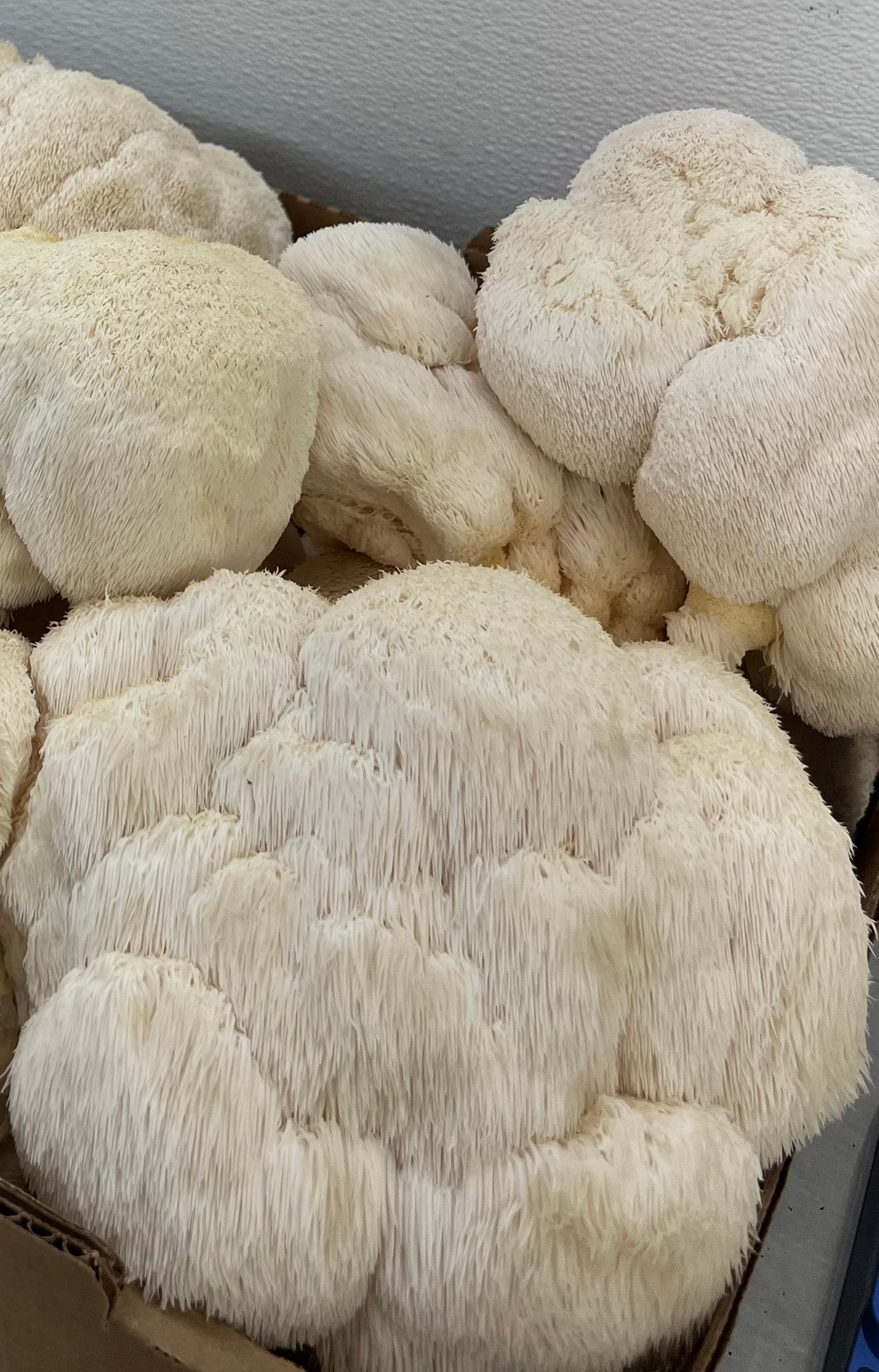 Lion's Mane Mushroom Grow Kit