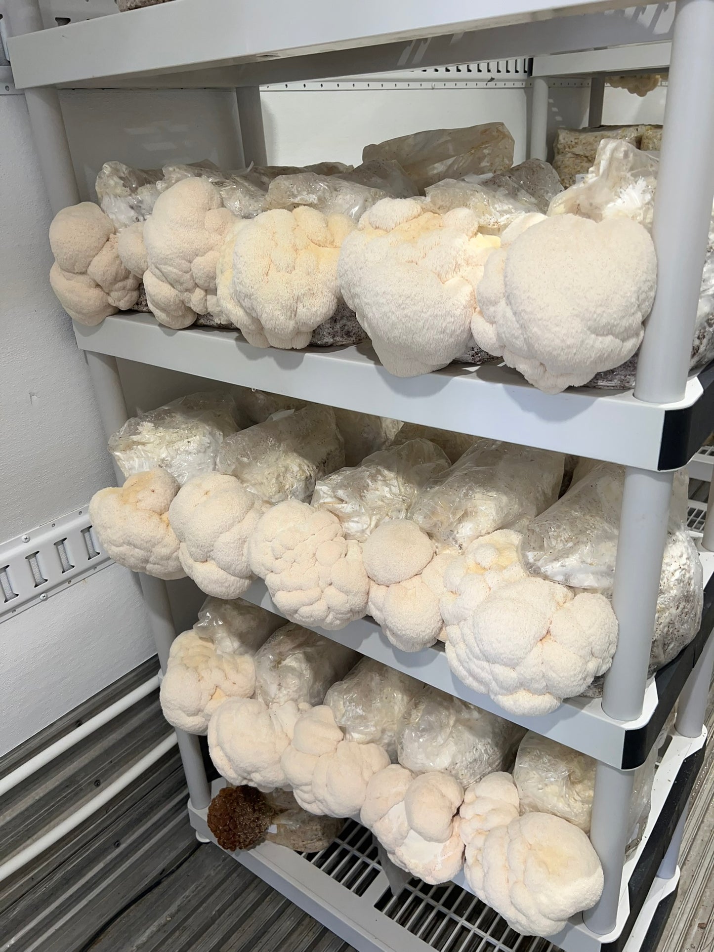 Lion's Mane Mushroom Grow Kit