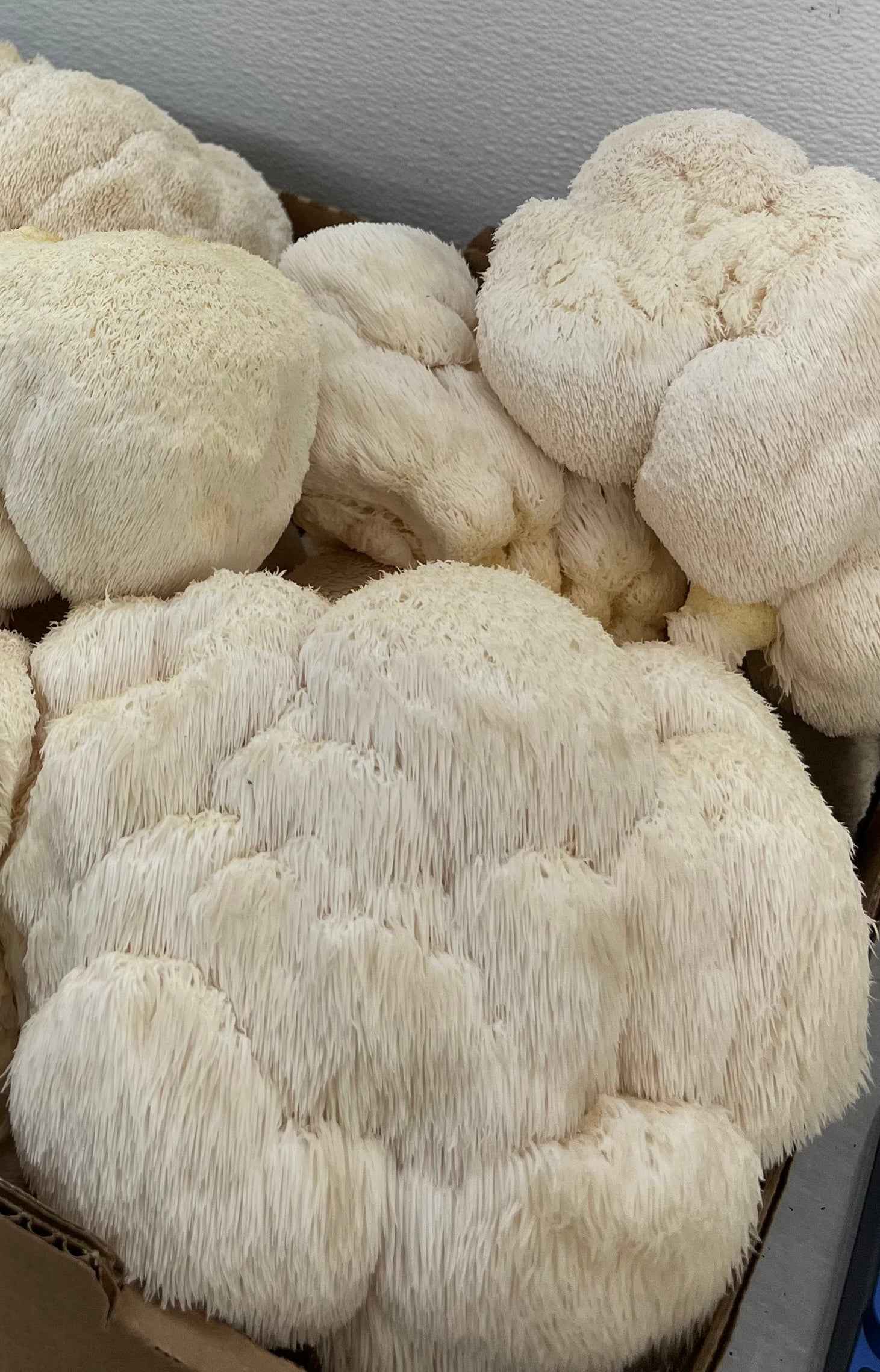 Close-up of lion's mane mushrooms in a cardboard box.