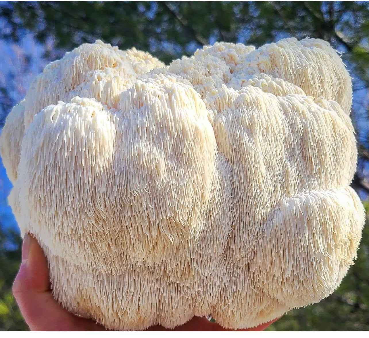 Large white lion's mane mushroom held by a person outdoors