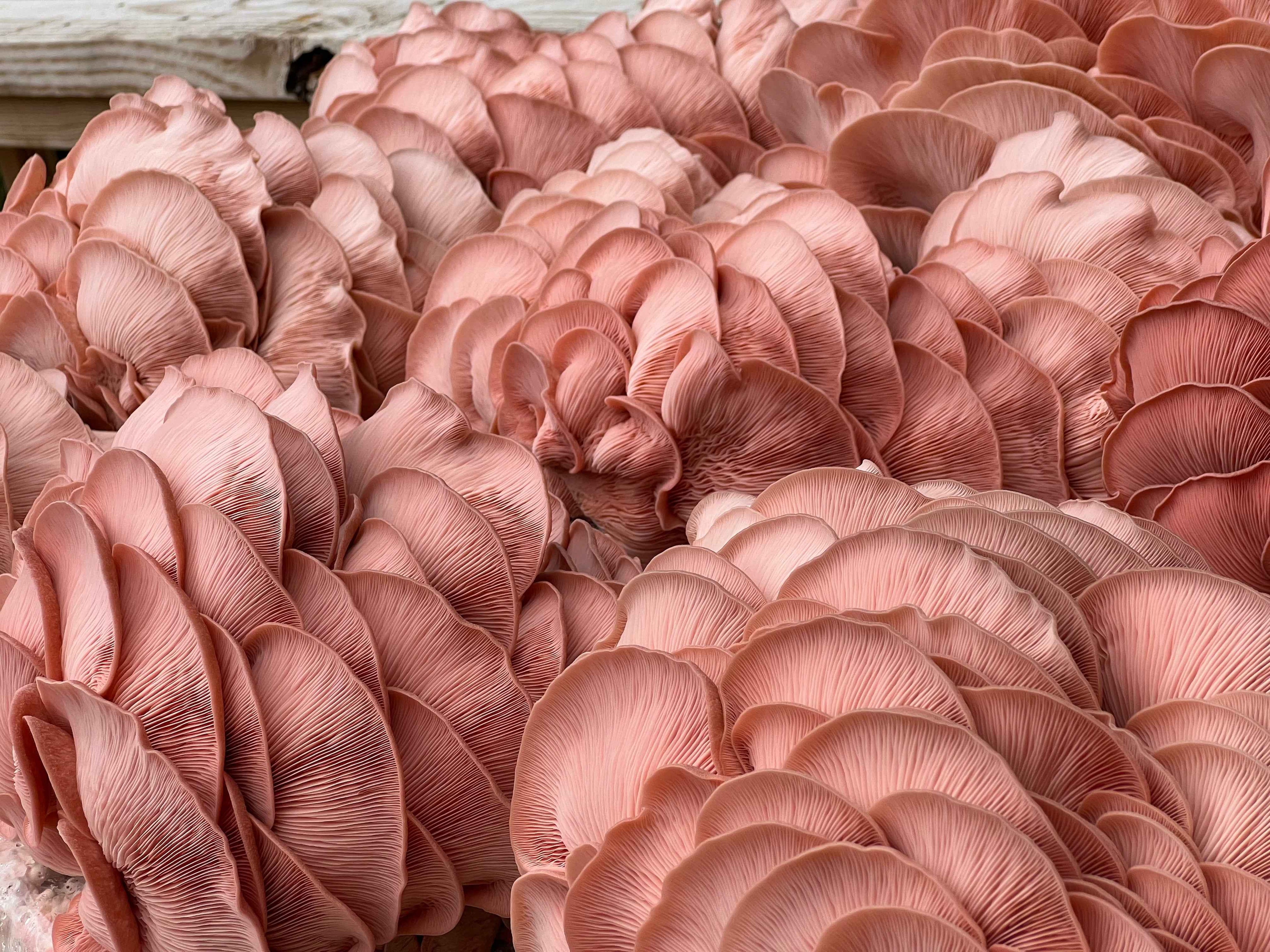 Close-up of pink oyster mushrooms with a blurred background