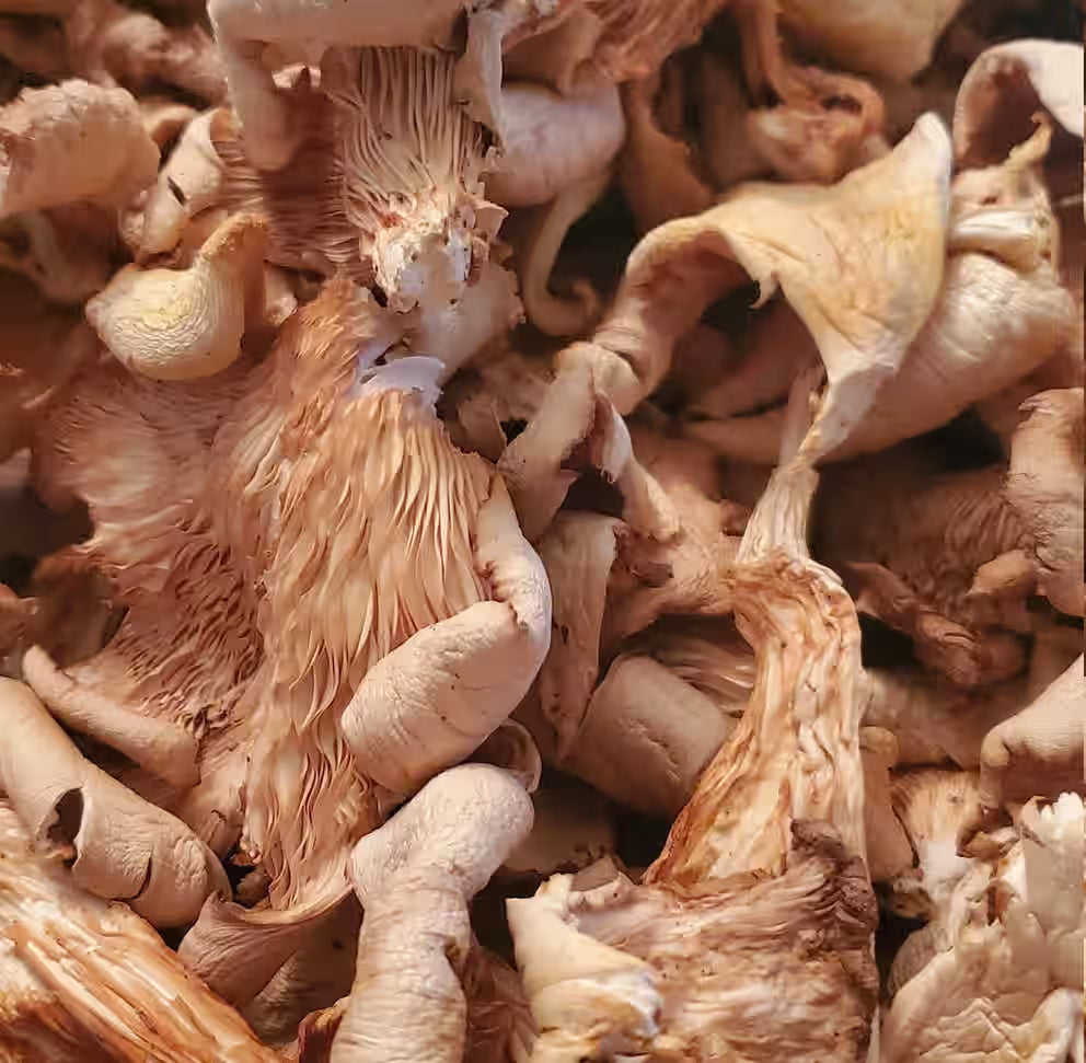 Dried Oyster Mushrooms